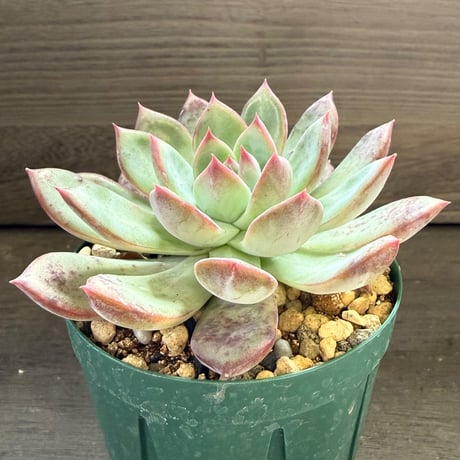 77、Echeveria ’CS-NO-08’ ’コロラータ旧来型’