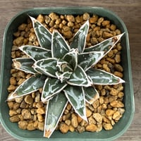 49、Agave 姫笹の雪