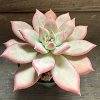 72、Echeveria lindsayana