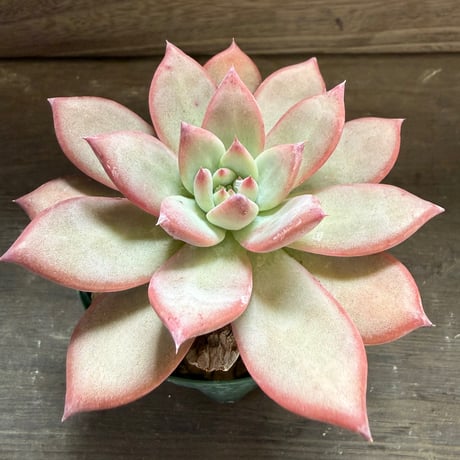 72、Echeveria lindsayana