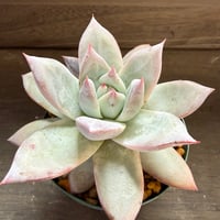 68、Echeveria ’CS-NO-11’ ’CPS02×Wildcolorata’