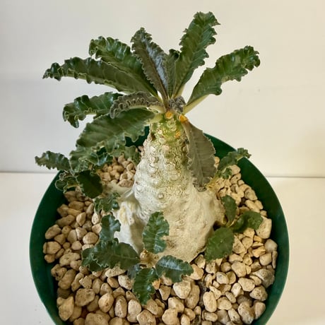154、Dorstenia lavrani