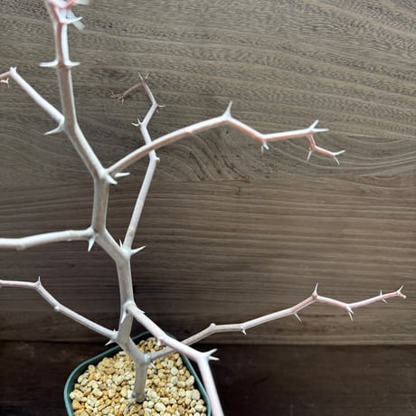 56、Decarya madagascariensis