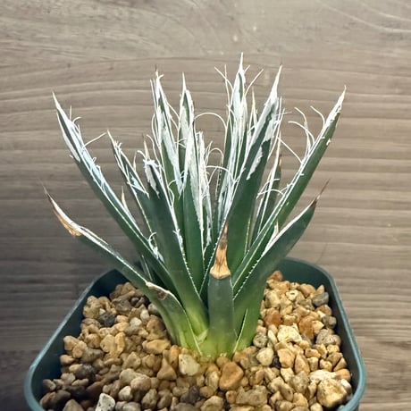 33、Agave ’樹氷’