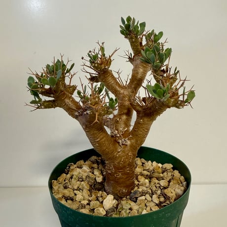 140、Othonna euphorbioides