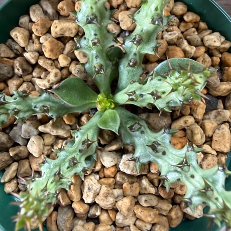 54、Euphorbia fanshawei
