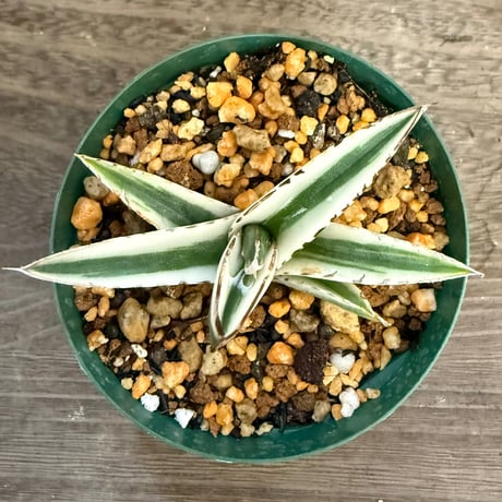 110、Agave 氷山