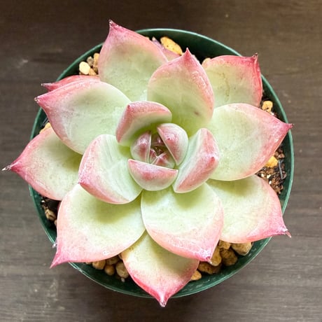 8、Echeveria colorata ’Desert Harmony’（実）