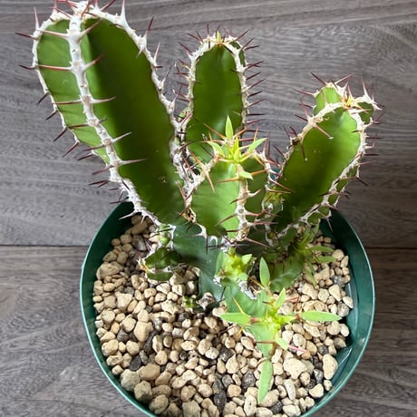 57、Euphorbia mlanjeana