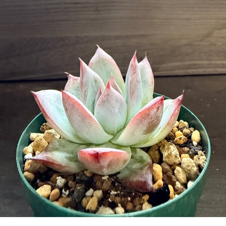17、Echeveria colorata ’Roof’（実）
