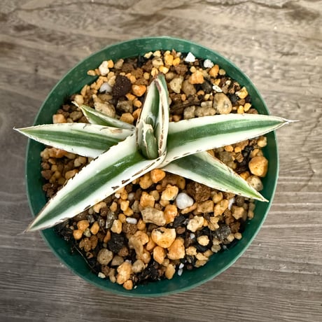 110、Agave 氷山