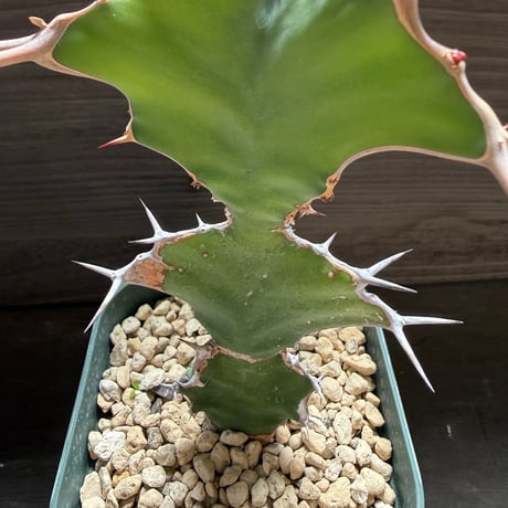 53、Euphorbia triangularis