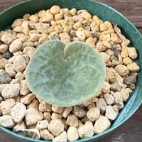 106、Tylecodon singularis
