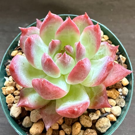 20、Echeveria colorata ’Autentica’（実）