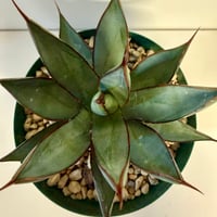 133、Agave ’Green lotus’