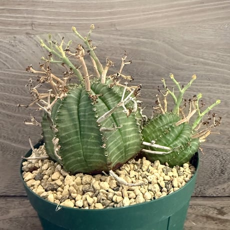 124、Euphorbia valida