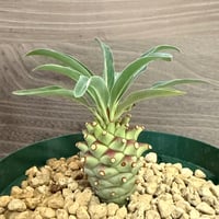 125、Euphorbia longituberculosa