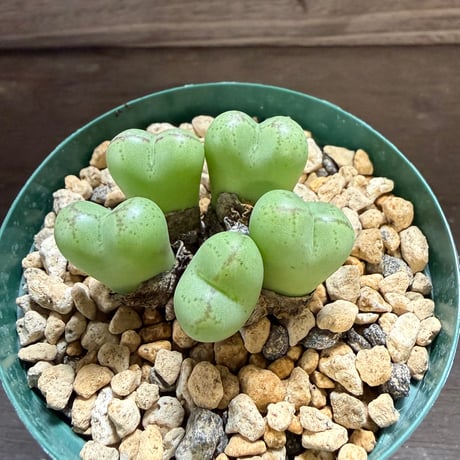 48、Conophytum ficiforme CR,1186 N.Worcester