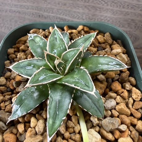 43、Agave ‘王妃笹の雪A型‘