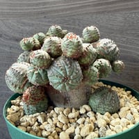 69、Euphorbia ‘オベサグロー‘
