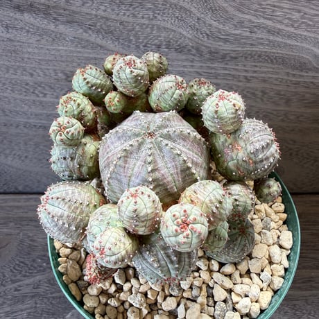 69、Euphorbia ‘オベサグロー‘