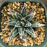 48、Agave 姫笹の雪