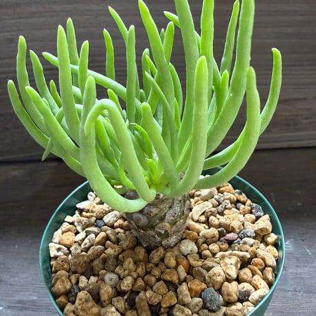 23、Tylecodon rubrovenosus