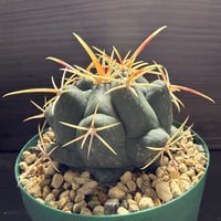 61、Thelocactus 紅鷹