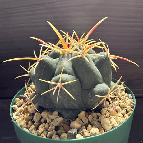 61、Thelocactus 紅鷹