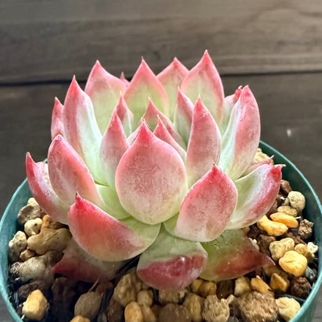 21、Echeveria colorata ’Autentica’（実）