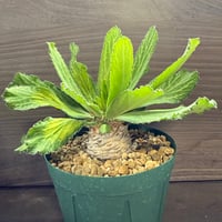 39、Euphorbia venenifica