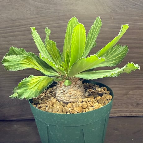 39、Euphorbia venenifica