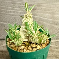 109、Dorstenia lavrani