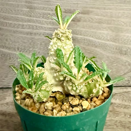 109、Dorstenia lavrani