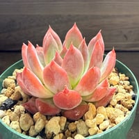 59、Echeveria colorata ’Autentica’