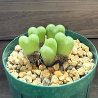 48、Conophytum ficiforme CR,1186 N.Worcester