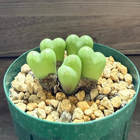 48、Conophytum ficiforme CR,1186 N.Worcester