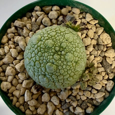 144、Pseudolithos migiurtinus