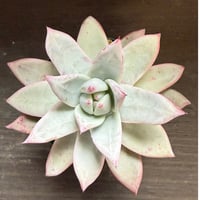 65、Echeveria ’CS-NO-09’ ’Alps’