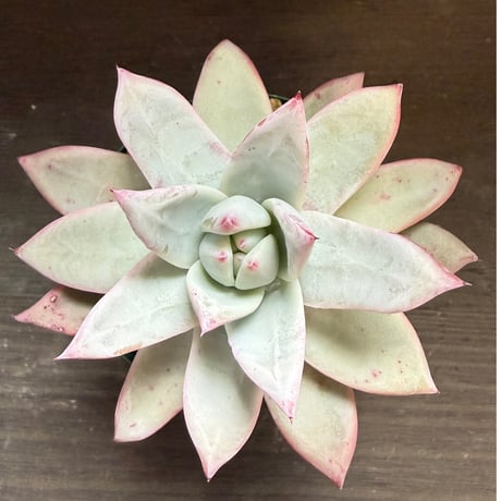 65、Echeveria ’CS-NO-09’ ’Alps’