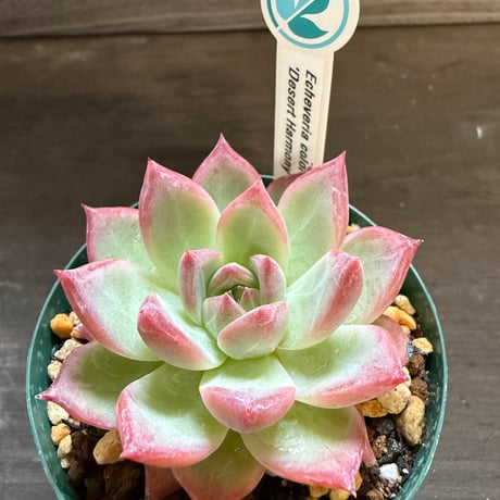 9、Echeveria colorata ’Desert Harmony’（実）