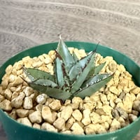 102、Agave ’笹の雪×屈原の舞扇‘