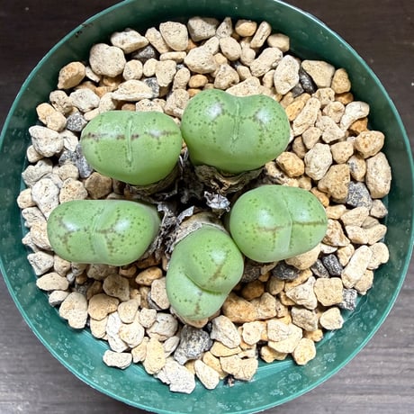 48、Conophytum ficiforme CR,1186 N.Worcester