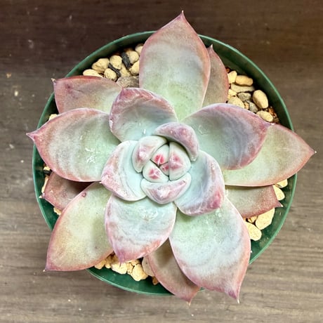 86、Echeveria ’CS-NO-13’ ’lindsayana×Super White’