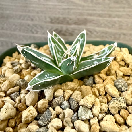 91、Agave 姫笹の雪