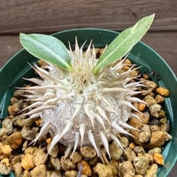 99、Pachypodium eburneum ’Yellow flower’