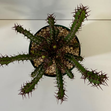 150、Euphorbia sekukuniensis