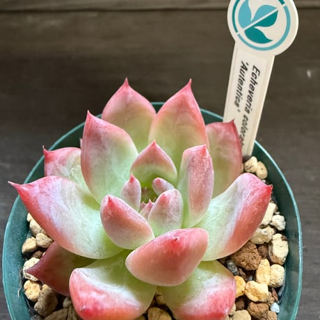 18、Echeveria colorata ’Autentica’（実）