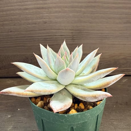 67、Echeveria ’CS-NO-11’ ’CPS02×Wildcolorata’