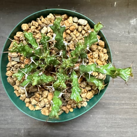 26、Euphorbia lenewtonii